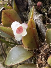 Codonanthopsis macradenia