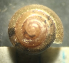 Euconulus fulvus