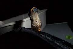 Oxycanus occidentalis