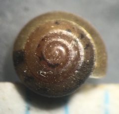 Euconulus fulvus