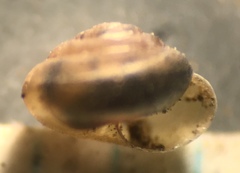 Euconulus fulvus