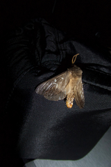 Oxycanus occidentalis