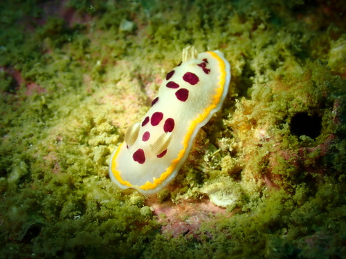 Goniobranchus tumuliferus (Collingwood, 1881)