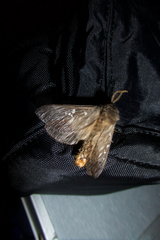 Oxycanus occidentalis