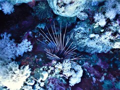 Pterois cincta