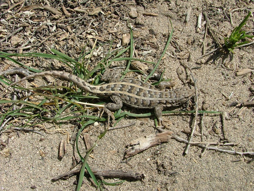 Liolaemus josei