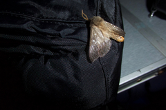 Oxycanus occidentalis