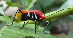 Dindymus rubiginosus
