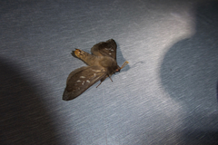 Oxycanus occidentalis