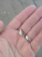 Sphoeroides maculatus