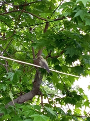 Trochilidae