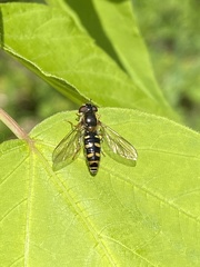 Epistrophella euchroma