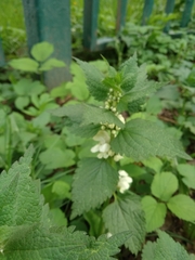 Lamium album
