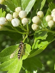 Epistrophella euchroma