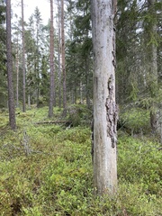 Chaenotheca gracillima