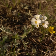 Noccaea cochleariformis