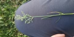 Poa angustifolia