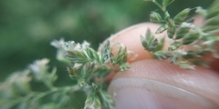 Poa angustifolia