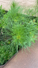 Cyperus papyrus