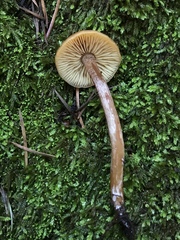 Rhodophana nitellina