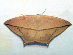 Image of Prochoerodes tetragonata