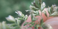Poa angustifolia
