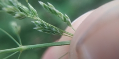 Poa angustifolia