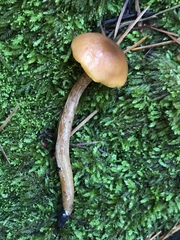 Rhodophana nitellina