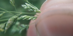 Poa angustifolia
