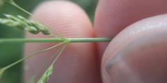 Poa angustifolia