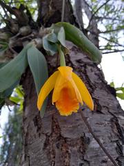 Prosthechea karwinskii