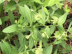 Lithospermum virginianum