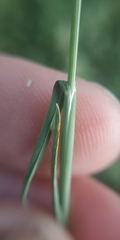 Poa angustifolia