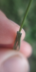 Poa angustifolia