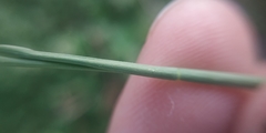 Poa angustifolia