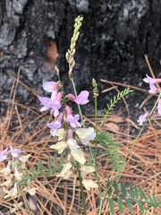 Astragalus michauxii