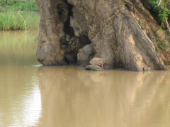 Melanochelys trijuga