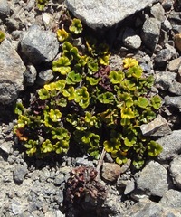 Azorella hydrocotyloides