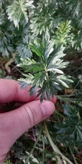 Potentilla tobolensis
