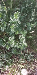 Potentilla tobolensis