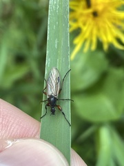 Bibio pomonae