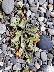 Eryngium vesiculosum