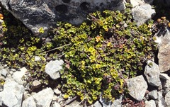 Azorella hydrocotyloides