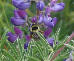 Bombus melanopygus