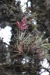 Tillandsia gymnobotrya