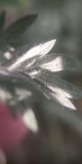 Potentilla tobolensis