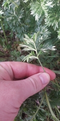 Potentilla tobolensis
