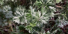 Potentilla tobolensis
