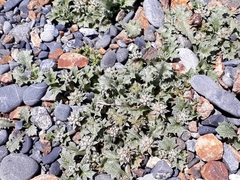 Eryngium vesiculosum