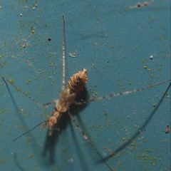 Empicoris errabundus